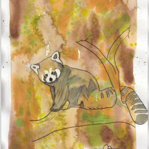 Aquarelle original de l’Oracle des Dévas animaliers : Le panda roux
