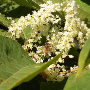 Impression photo abeille et fleurs blanches