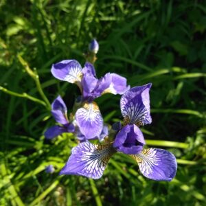 Impression photo iris bleu