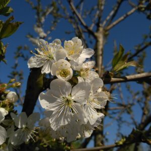 Impression photo fleures de cerisier